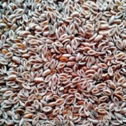 گیاه اسفرزه 5ستاره فدک (100 گرم)