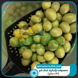 زیتون ویژه طارم ممتاز (500 گرم آبکش)