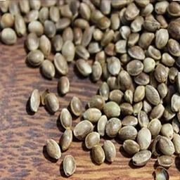 شاهدانه خام ممتاز فدک (200گرم)
